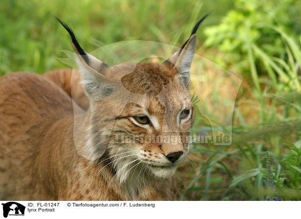 Luchs Portrait / lynx Portrait / FL-01247