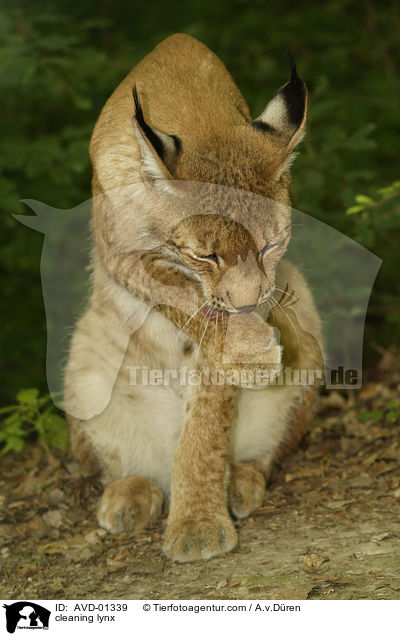 Luchs putzt sich / cleaning lynx / AVD-01339