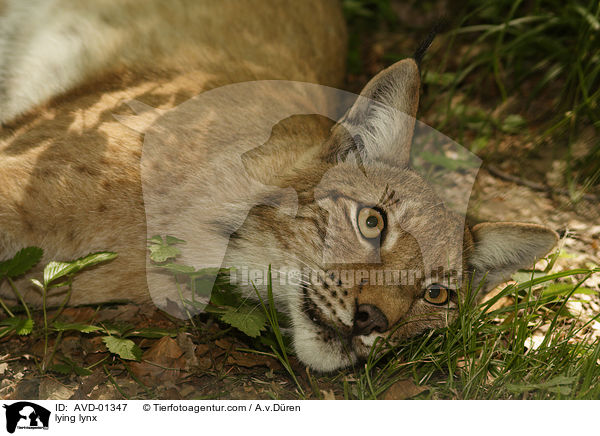 lying lynx / AVD-01347