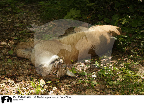 liegender Luchs / lying lynx / AVD-01349