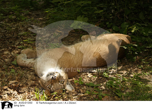 lying lynx / AVD-01350