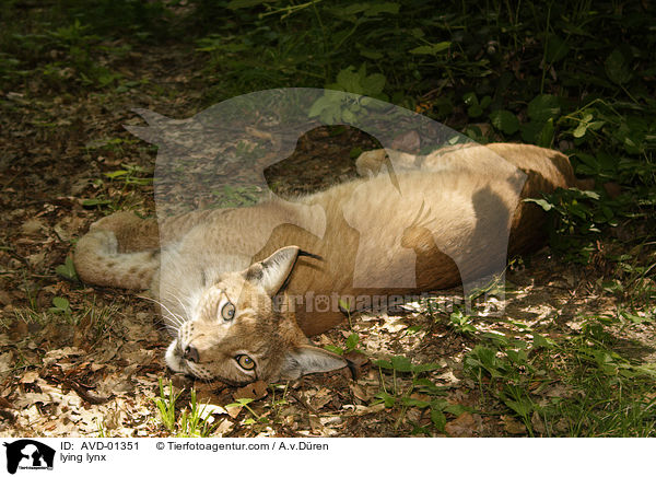 liegender Luchs / lying lynx / AVD-01351