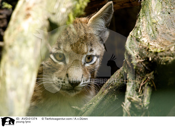 young lynx / AVD-01374