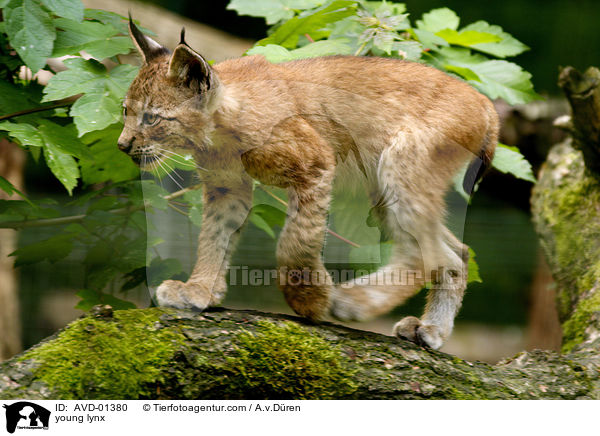 young lynx / AVD-01380