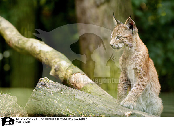 young lynx / AVD-01381