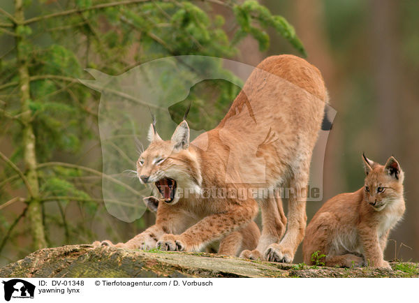 yawning lynx / DV-01348
