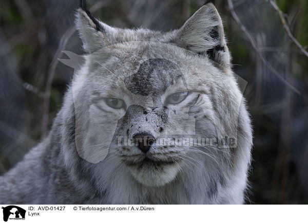 Luchs / Lynx / AVD-01427