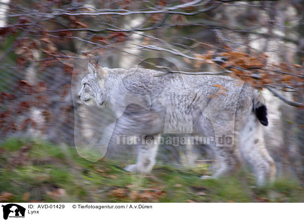 Luchs / Lynx / AVD-01429