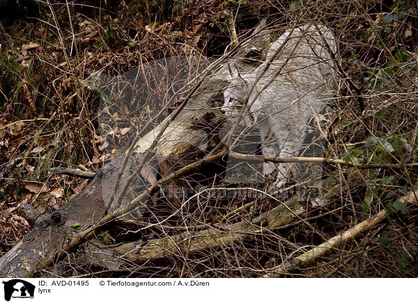 Europischer Luchs / lynx / AVD-01495