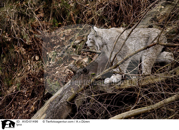 Europischer Luchs / lynx / AVD-01496