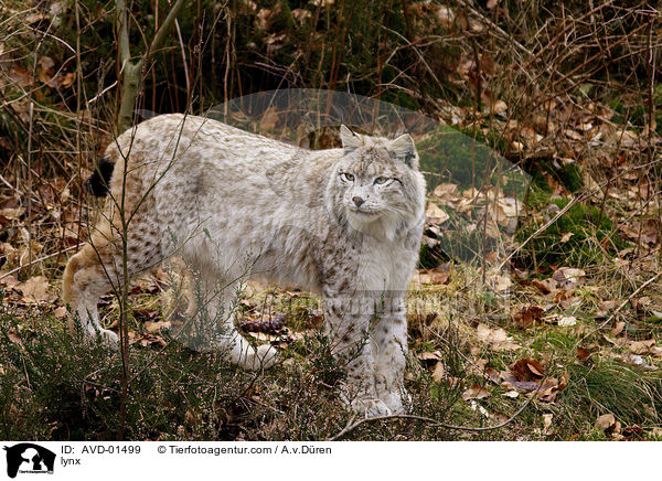 Europischer Luchs / lynx / AVD-01499