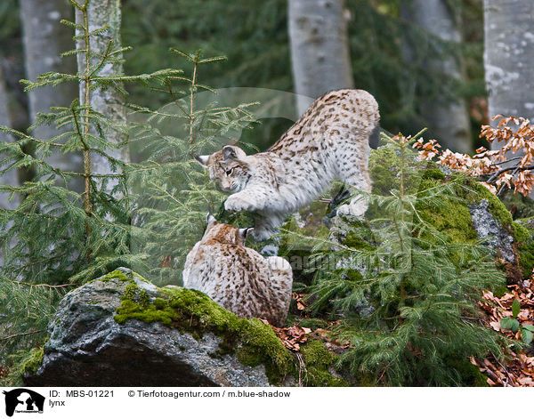 Luchs / lynx / MBS-01221