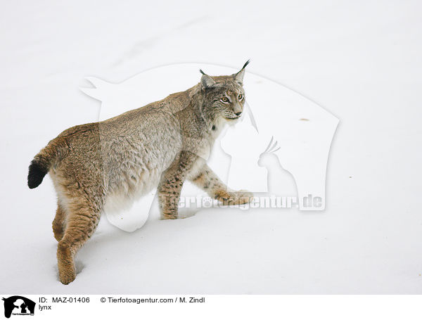 lynx / MAZ-01406