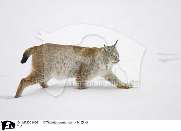 lynx / MAZ-01407