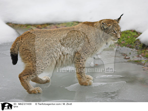 Luchs / lynx / MAZ-01409