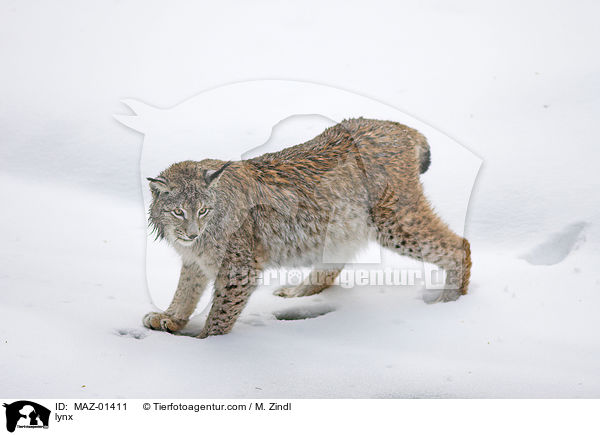 lynx / MAZ-01411