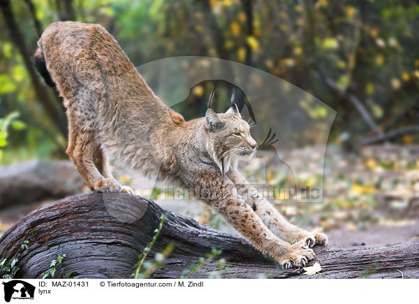 Luchs / lynx / MAZ-01431