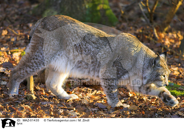 Luchs / lynx / MAZ-01435