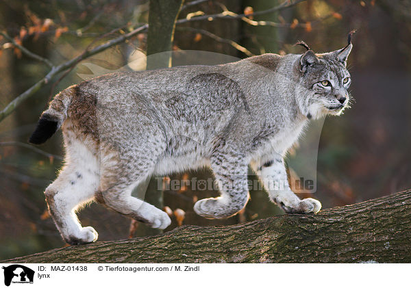 Luchs / lynx / MAZ-01438