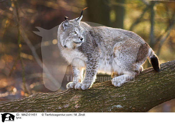 lynx / MAZ-01451