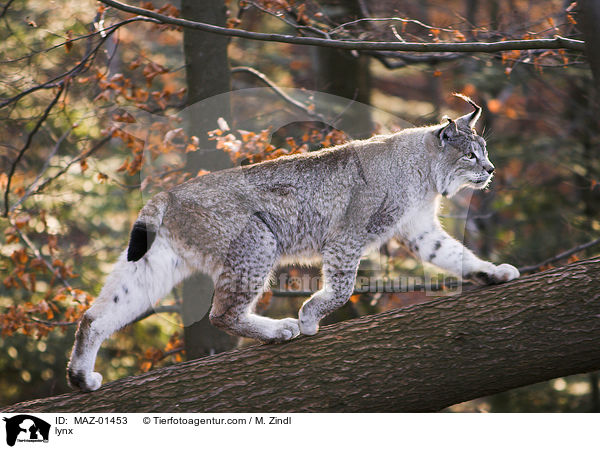 Luchs / lynx / MAZ-01453