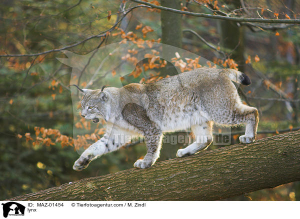 Luchs / lynx / MAZ-01454