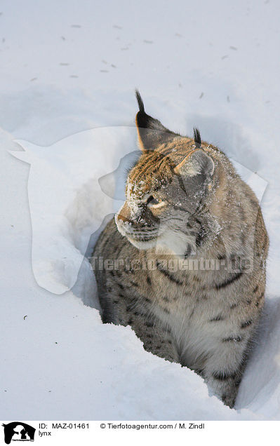 lynx / MAZ-01461