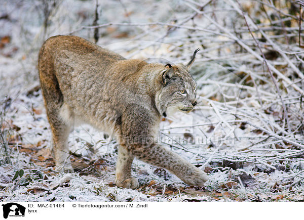 lynx / MAZ-01464