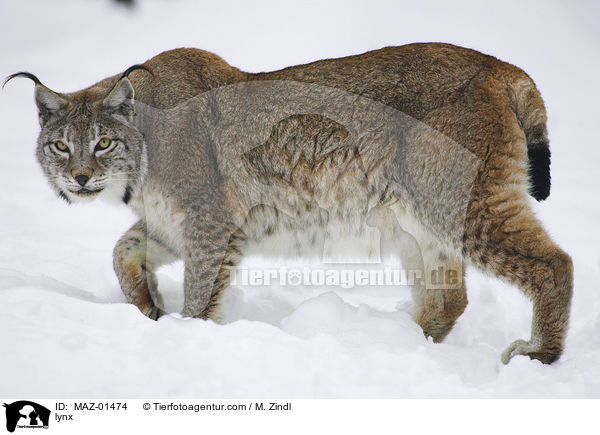 lynx / MAZ-01474