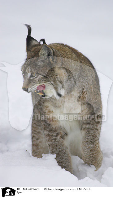lynx / MAZ-01478
