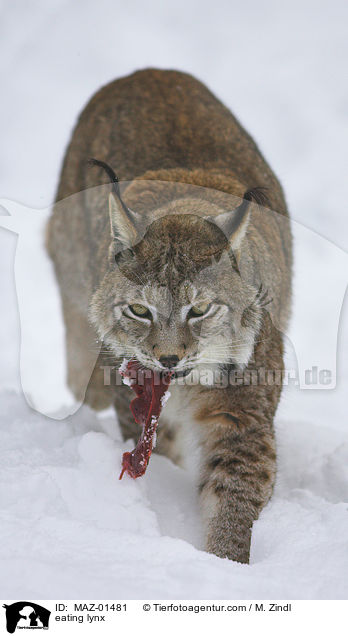 eating lynx / MAZ-01481