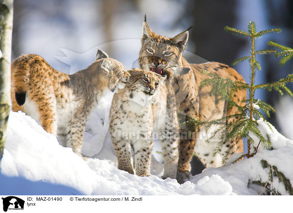 Luchs / lynx / MAZ-01490