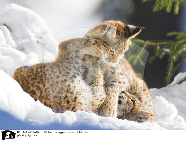 spielende Luchse / playing lynxes / MAZ-01499