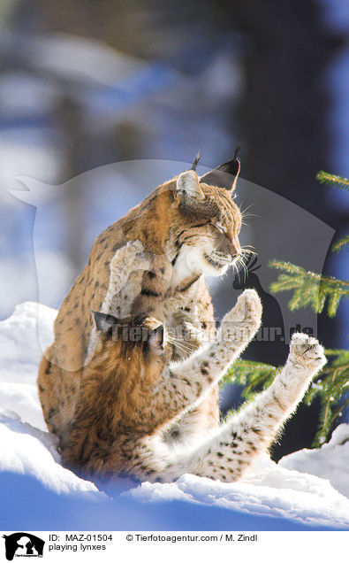 spielende Luchse / playing lynxes / MAZ-01504
