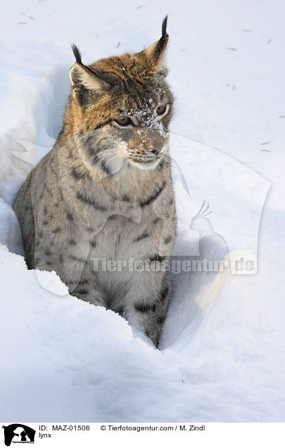 Luchs / lynx / MAZ-01506