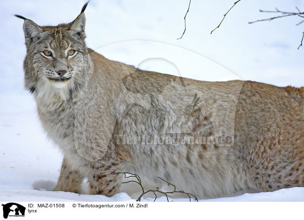 lynx / MAZ-01508