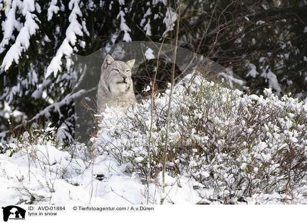 lynx in snow / AVD-01884