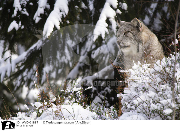 Luchs im Schnee / lynx in snow / AVD-01887