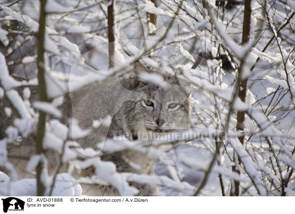 Luchs im Schnee / lynx in snow / AVD-01888