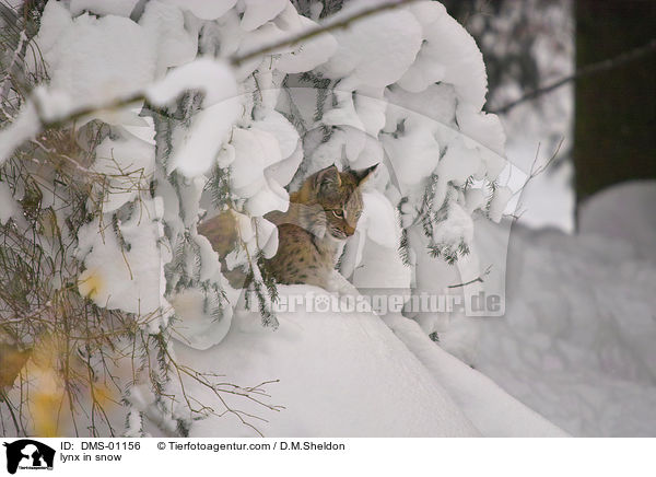 Luchs im Schnee / lynx in snow / DMS-01156