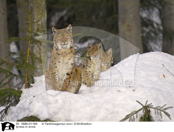 Lchse im Schnee / lynxes in snow / DMS-01166