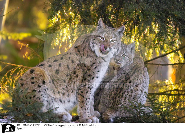 lynx / DMS-01177