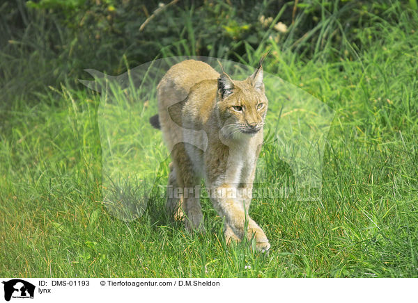 lynx / DMS-01193