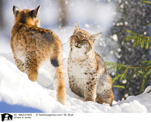 lynxes in snow / MAZ-01953