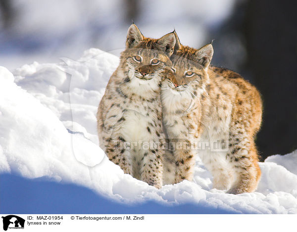 Luchse im Schnee / lynxes in snow / MAZ-01954