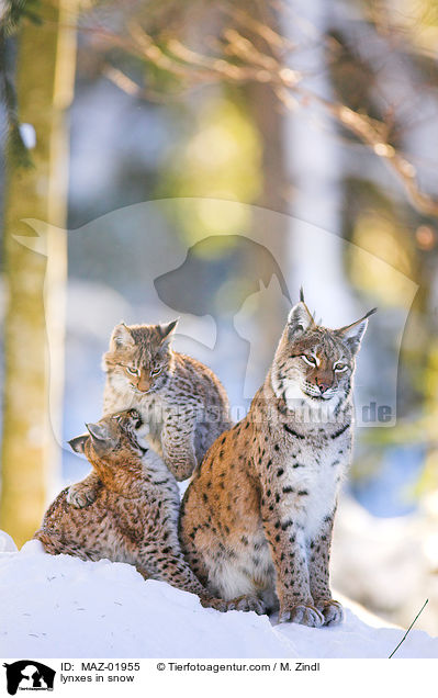 lynxes in snow / MAZ-01955