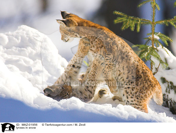 Luchse im Schnee / lynxes in snow / MAZ-01956