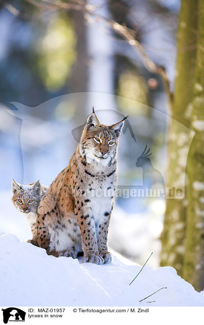 lynxes in snow / MAZ-01957