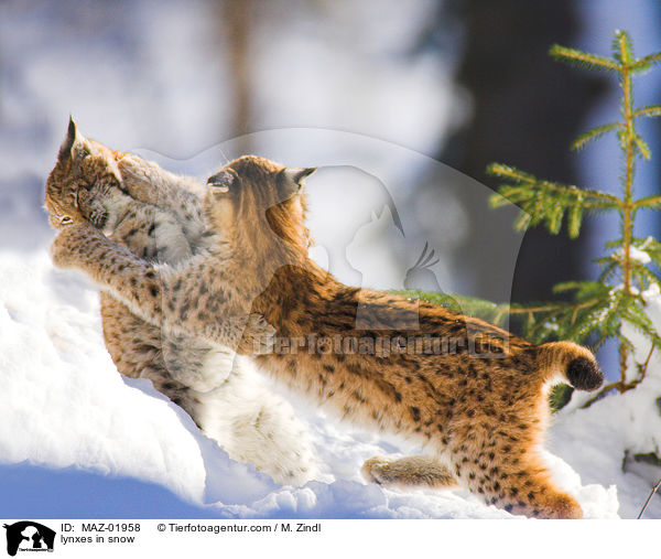 Luchse im Schnee / lynxes in snow / MAZ-01958