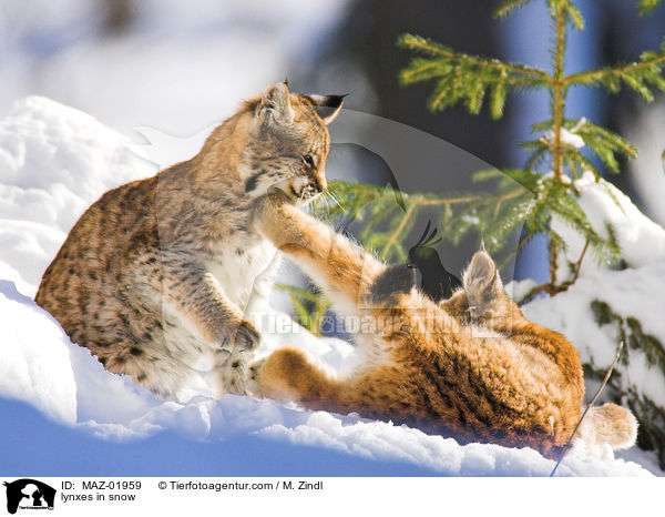 Luchse im Schnee / lynxes in snow / MAZ-01959